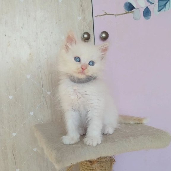 Siberian REZ Ognenniy Lev