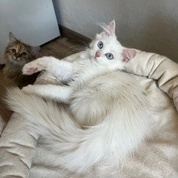 Siberian REZ Goofy