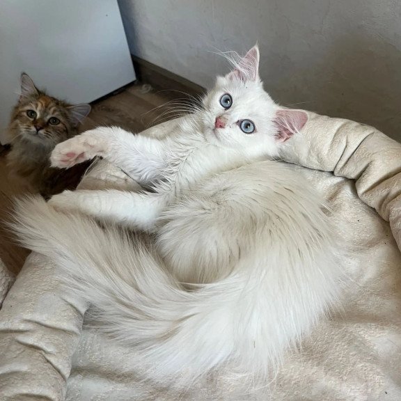 Siberian REZ Goofy