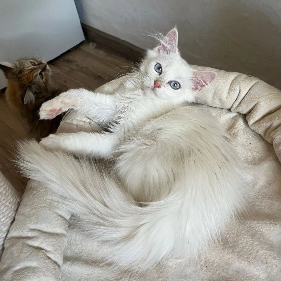 Siberian REZ Goofy