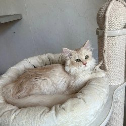 Siberian REZ Gwen