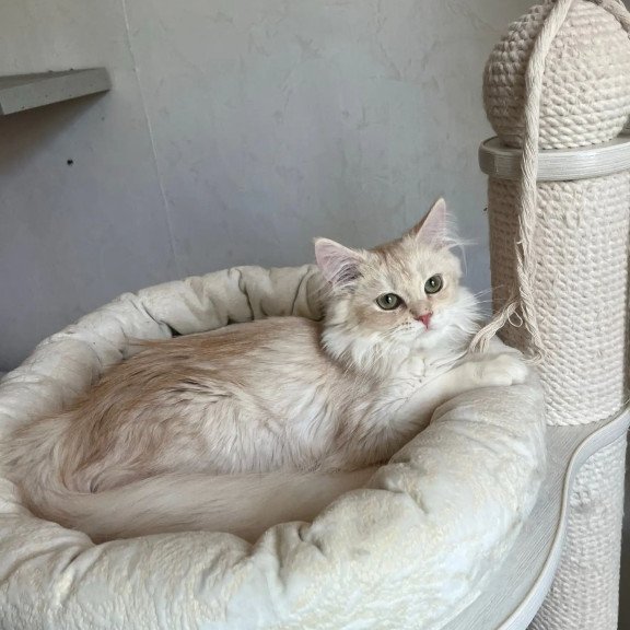 Siberian REZ Gwen