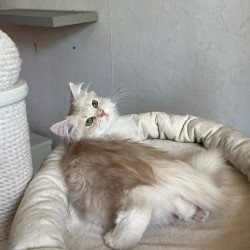 Siberian REZ Gwen