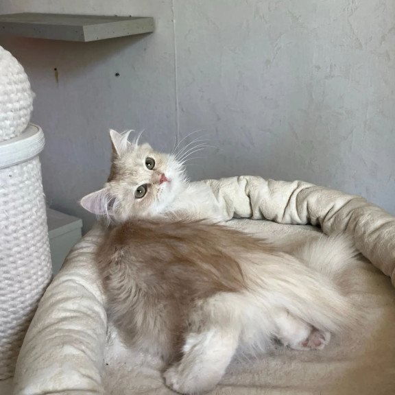 Siberian REZ Gwen