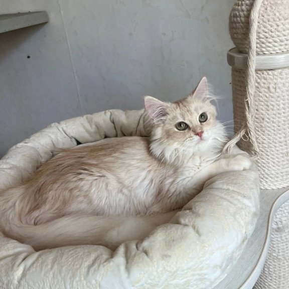 Siberian REZ Gwen