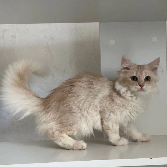 Siberian REZ Gwen