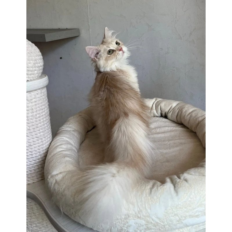Siberian REZ Gwen