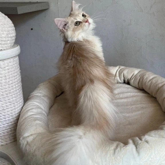 Siberian REZ Gwen