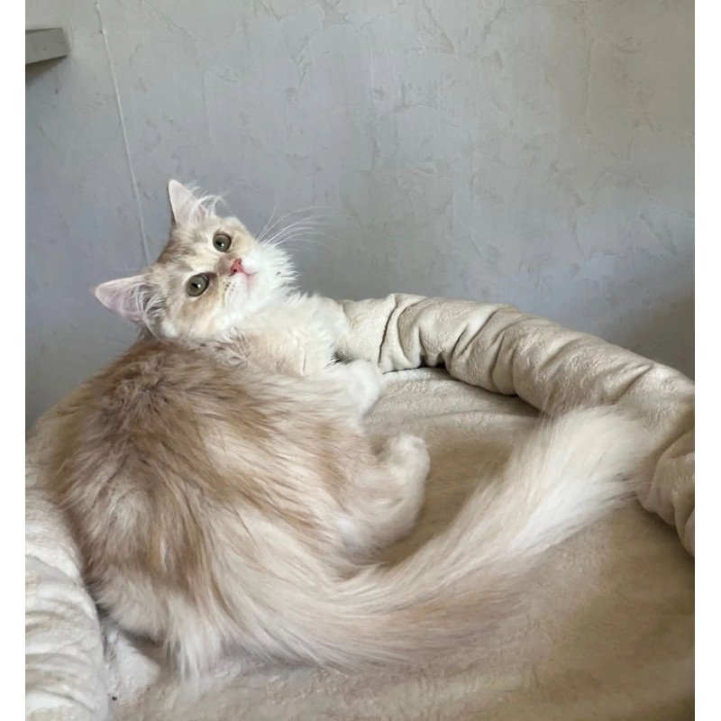 Siberian REZ Gwen