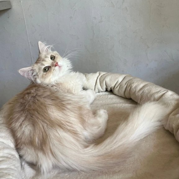 Siberian REZ Gwen