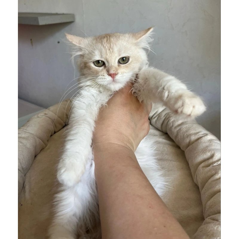 Siberian REZ Gwen