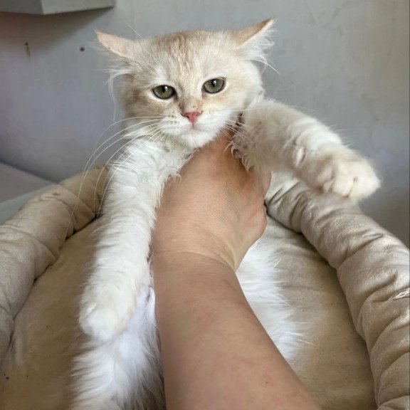 Siberian REZ Gwen