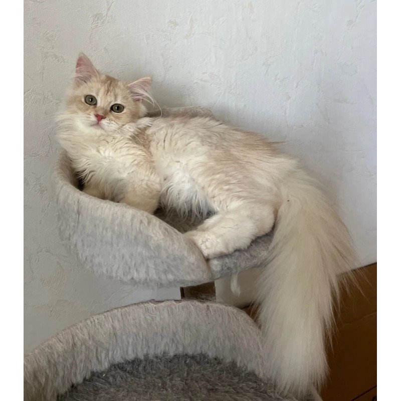 Siberian REZ Gwen