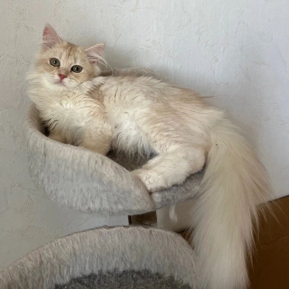 Siberian REZ Gwen