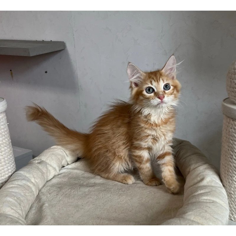 Siberian REZ Merida