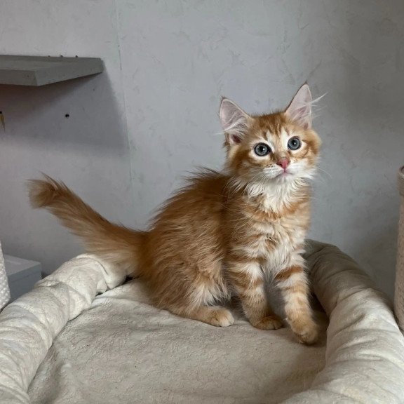 Siberian REZ Merida