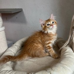 Siberian REZ Merida