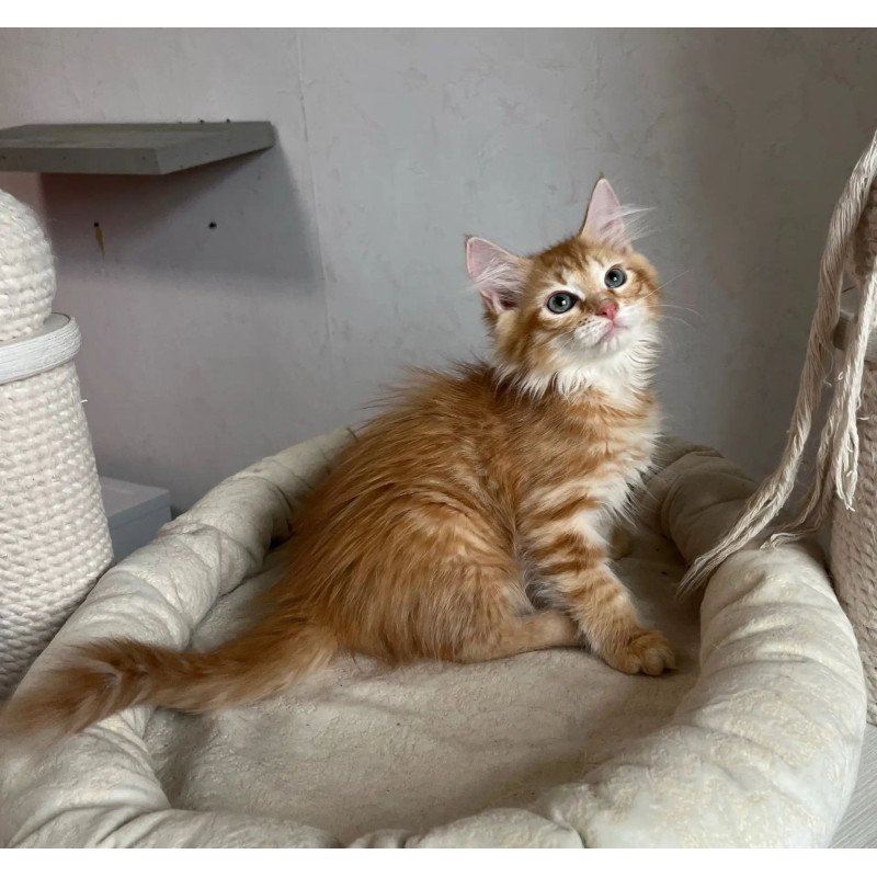 Siberian REZ Merida