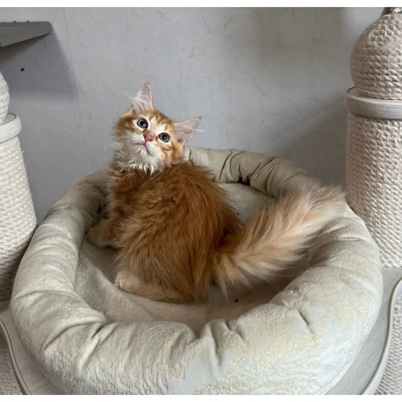 Siberian REZ Merida