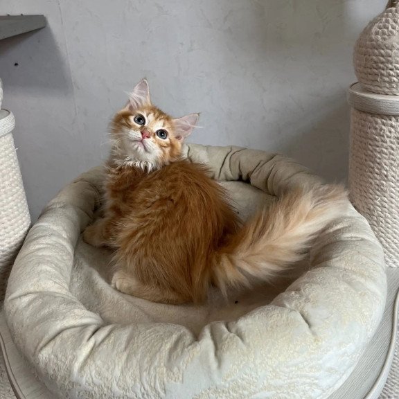 Siberian REZ Merida
