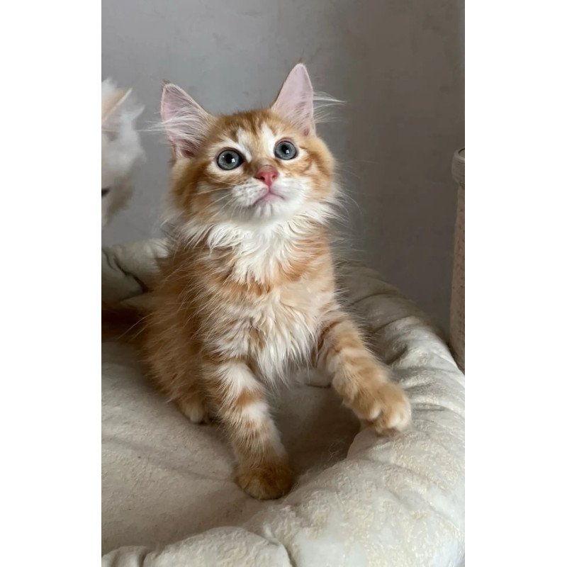 Siberian REZ Merida