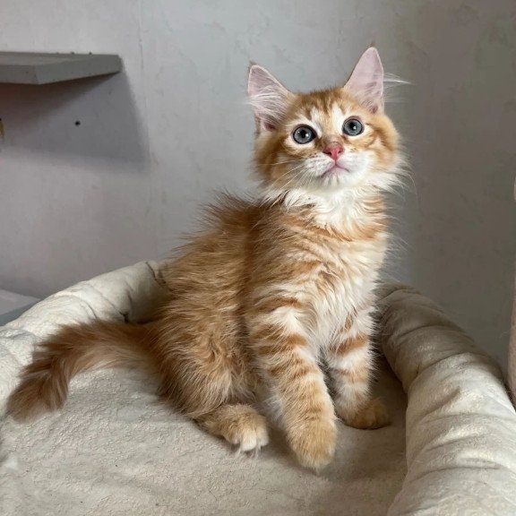 Siberian REZ Merida