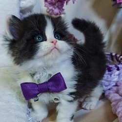 Scottish Velvet