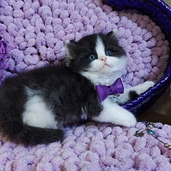 Scottish Velvet
