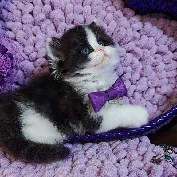 Scottish Velvet