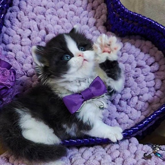 Scottish Velvet