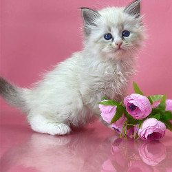 Siberian Aurelia