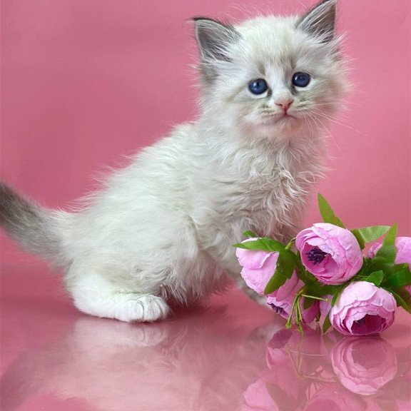 Siberian Aurelia