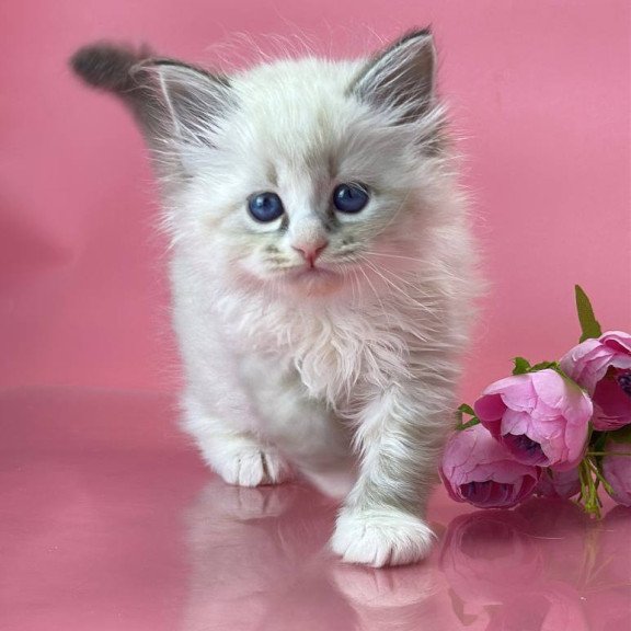 Siberian Aurelia