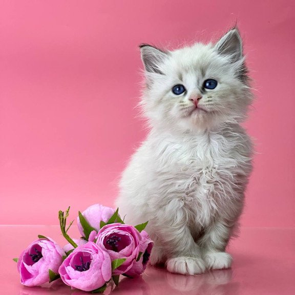 Siberian Aurelia