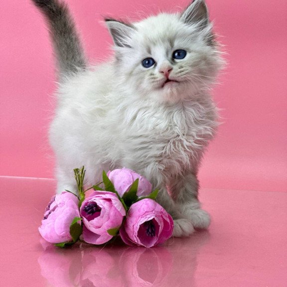 Siberian Aurelia