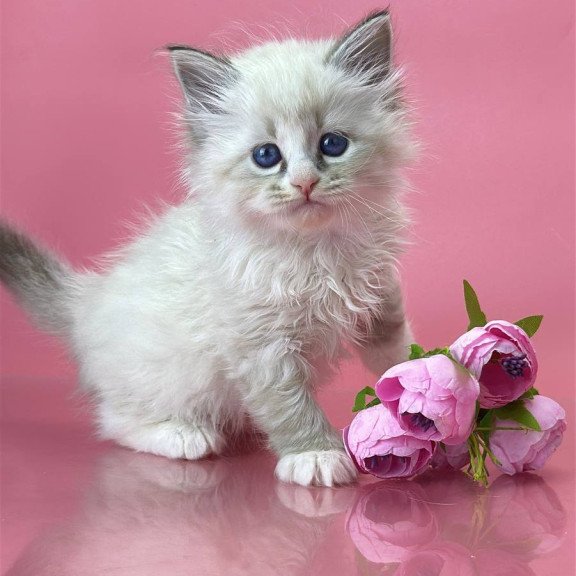 Siberian Aurelia