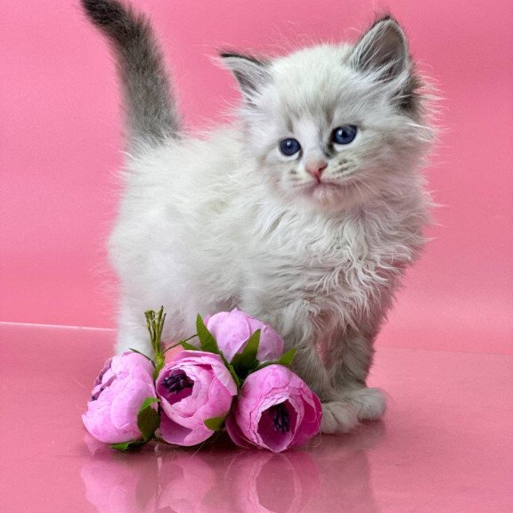 Siberian Aurelia
