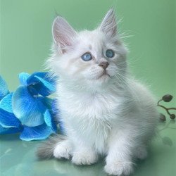 Siberian Xavier