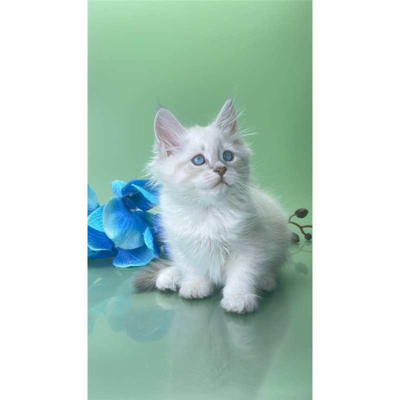 Siberian Xavier