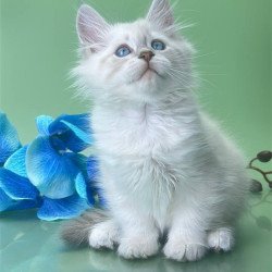 Siberian Xavier
