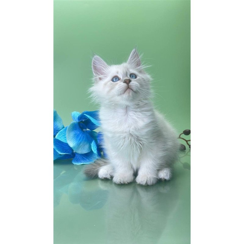 Siberian Xavier
