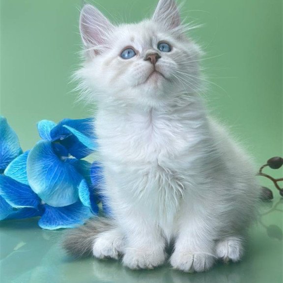 Siberian Xavier