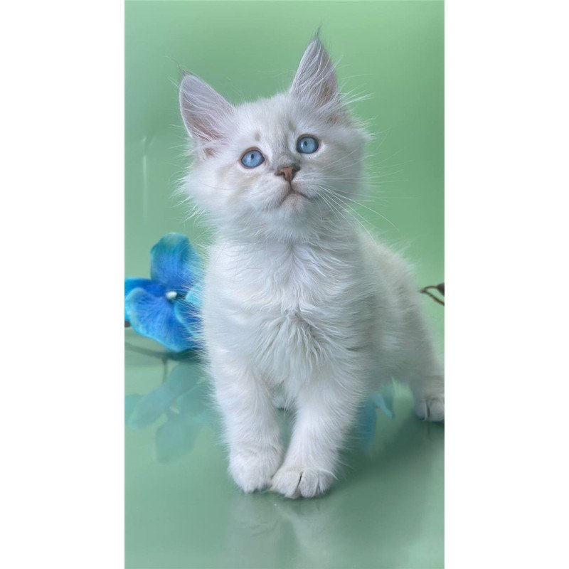 Siberian Xavier