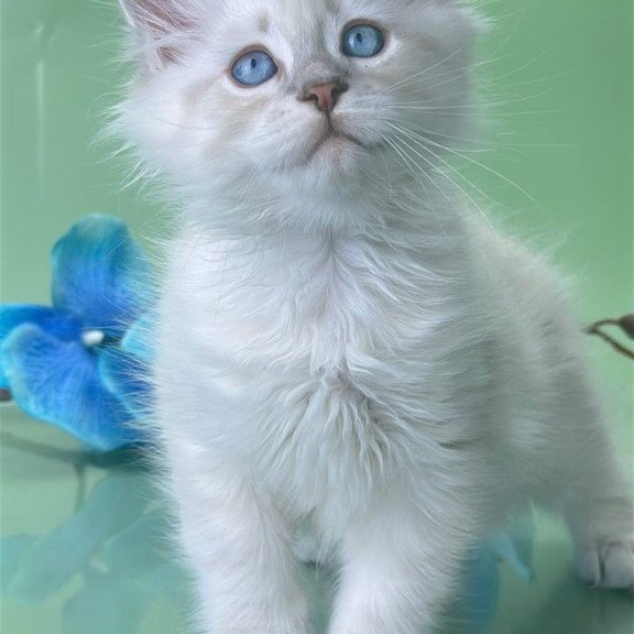 Siberian Xavier