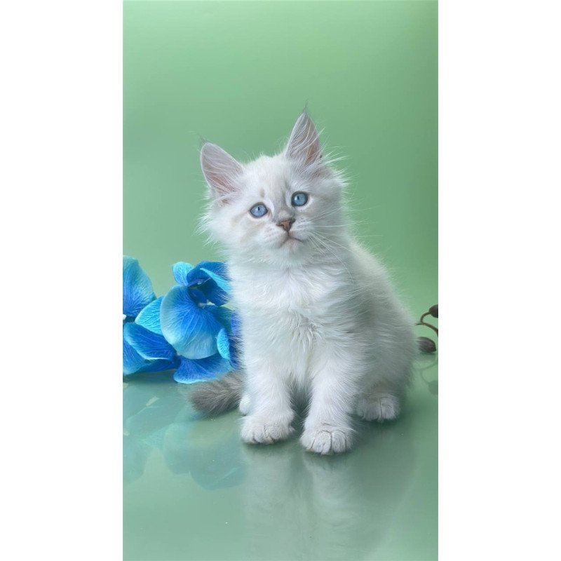 Siberian Xavier