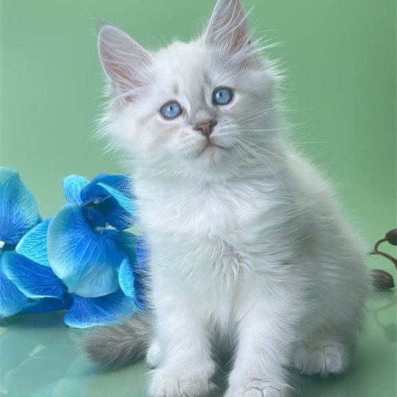 Siberian Xavier