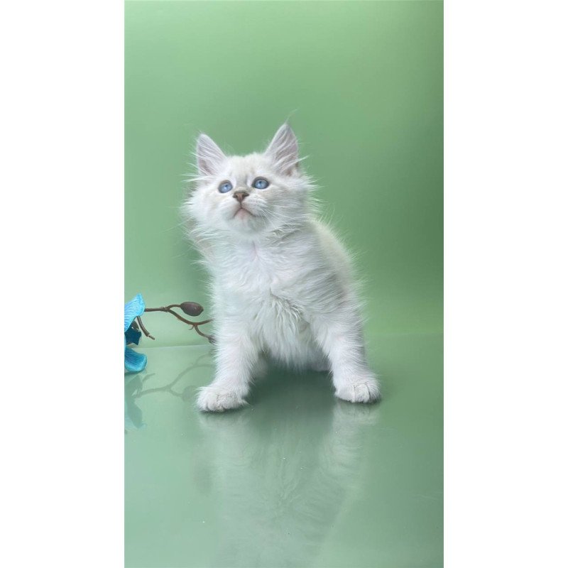 Siberian Xavier