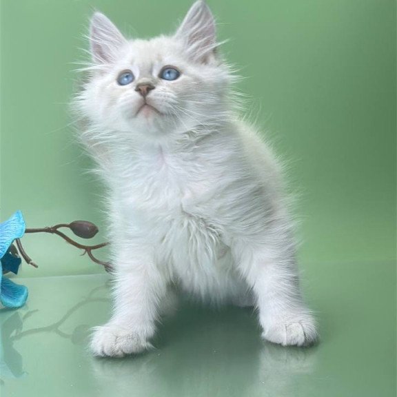 Siberian Xavier