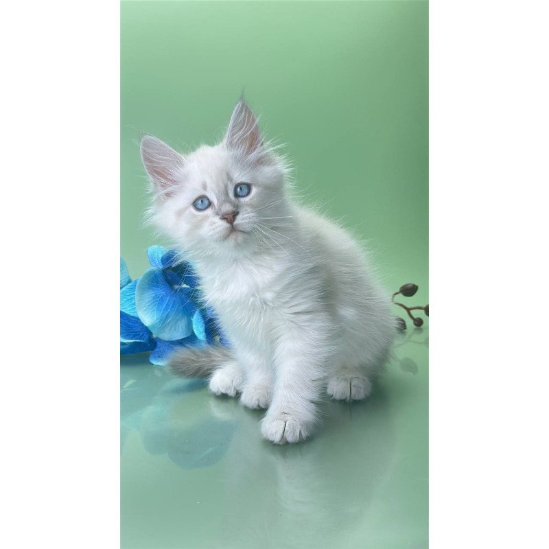 Siberian Xavier