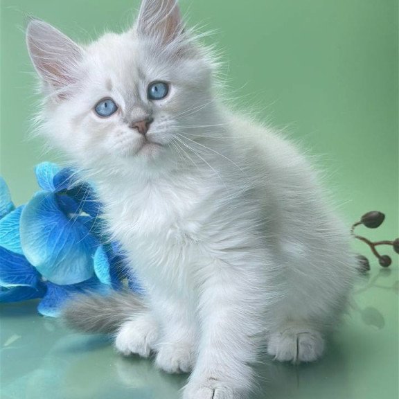 Siberian Xavier
